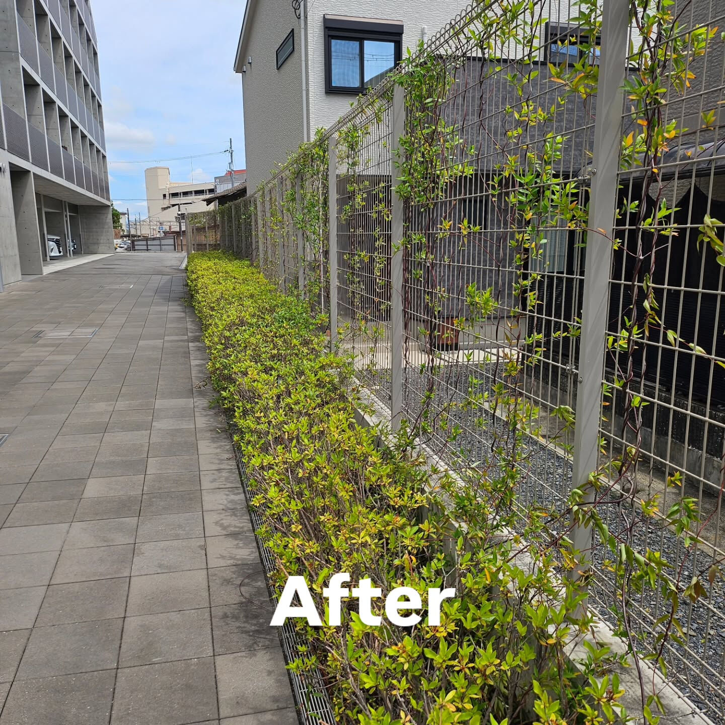 庭園管理　京田辺市の集合住宅にて庭園管理をさせていただきまし