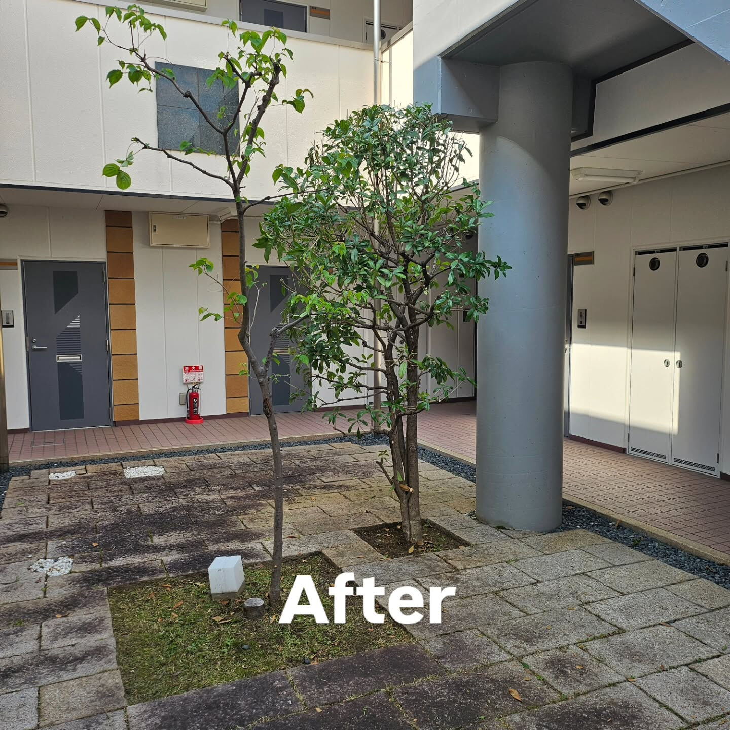 庭園管理　京都市西京区にて集合住宅の庭園管理をさせていただき