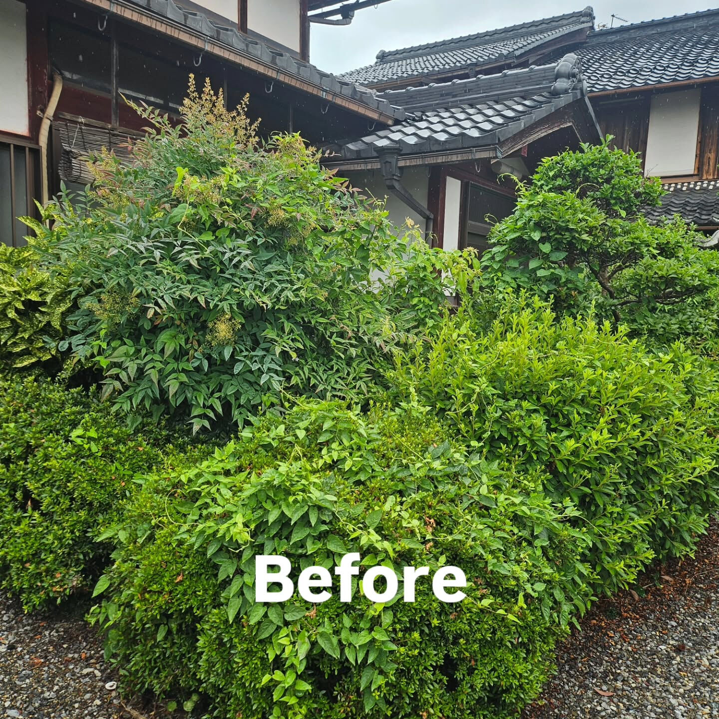 庭園管理　滋賀県彦根市にて庭園管理をさせていただきました